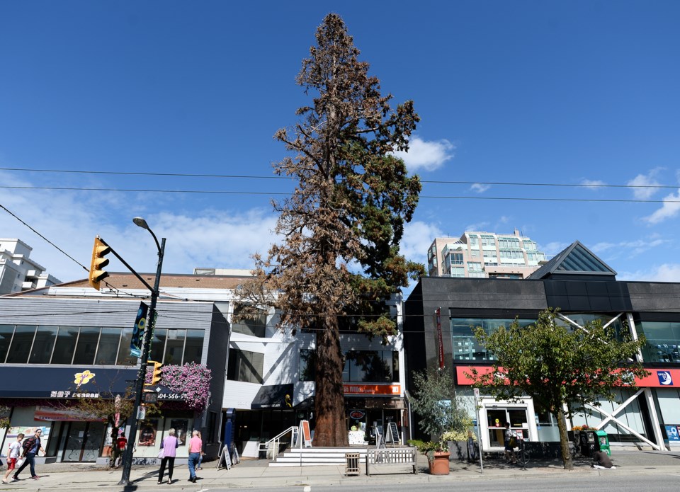 Kerrisdale tree