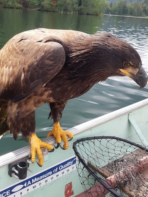 eagle on fishing boat