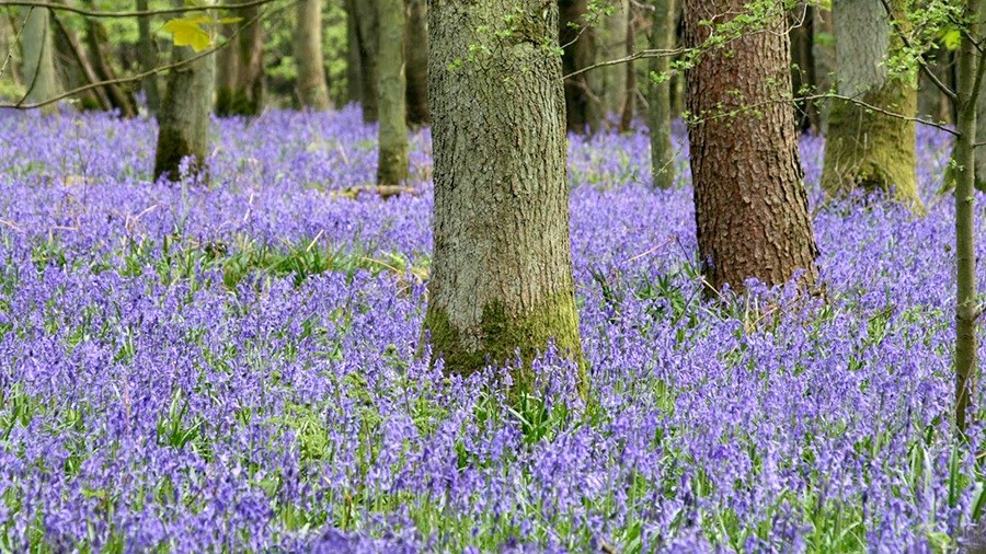 Small bulbs but big colour