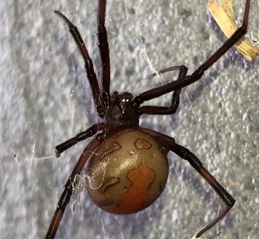 Spider beetle deals