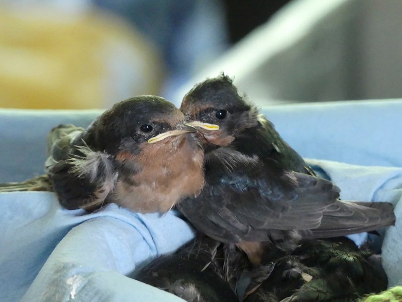 Barn swallows