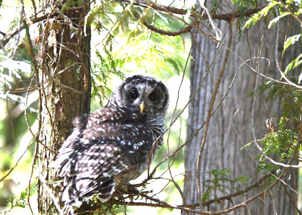 Sitting on a branch