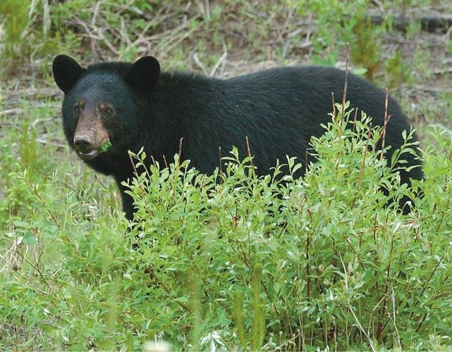 bear-smart-fencing-in-pg.11.jpg