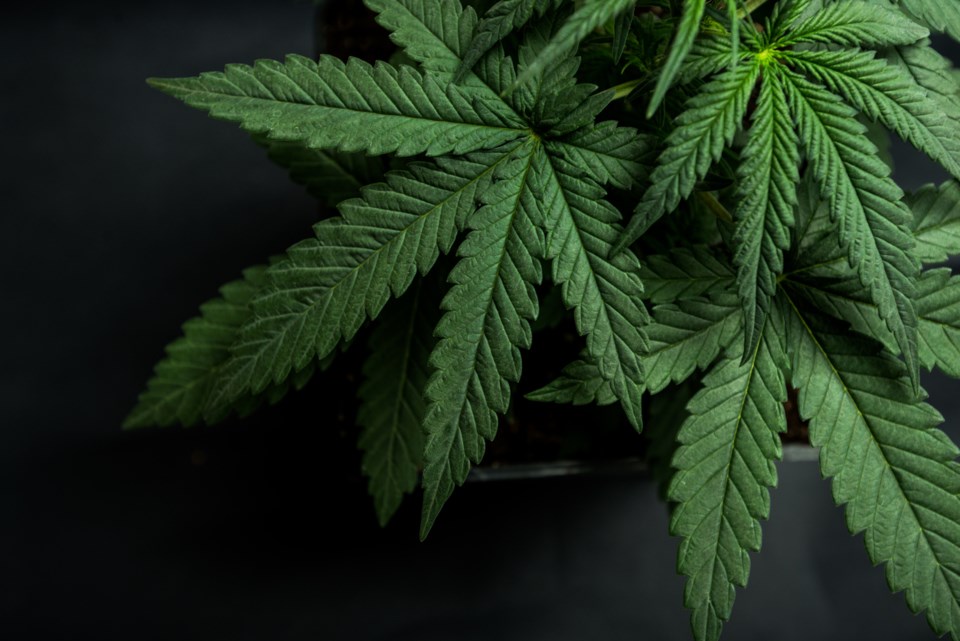 Cannabis-leaf-iStock-Yarygin.jpg