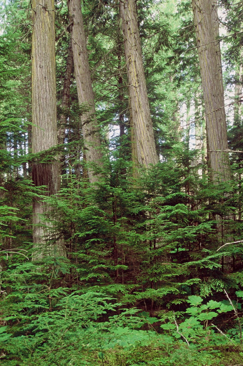 Western Red Cedar003345.jpg