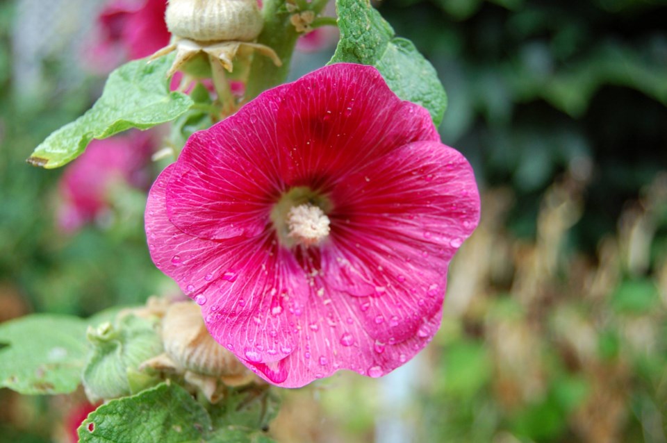 hollyhock