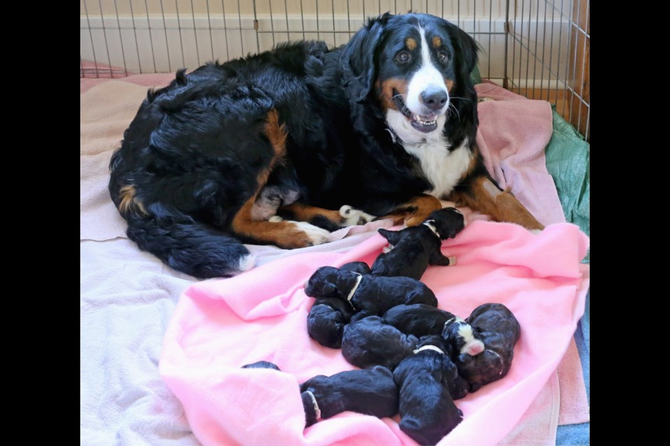 Pretty Girl, a Burmese mountain dog, with puppies.