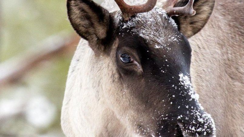 forest-industry--caribou-su.jpg