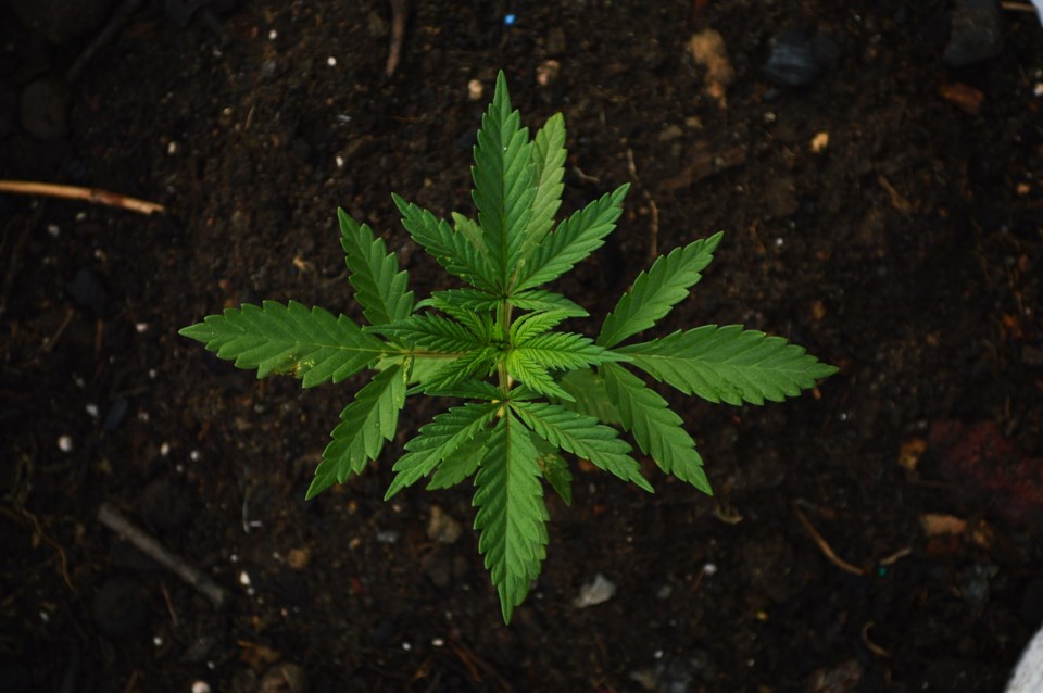 marijuana cannabis plant