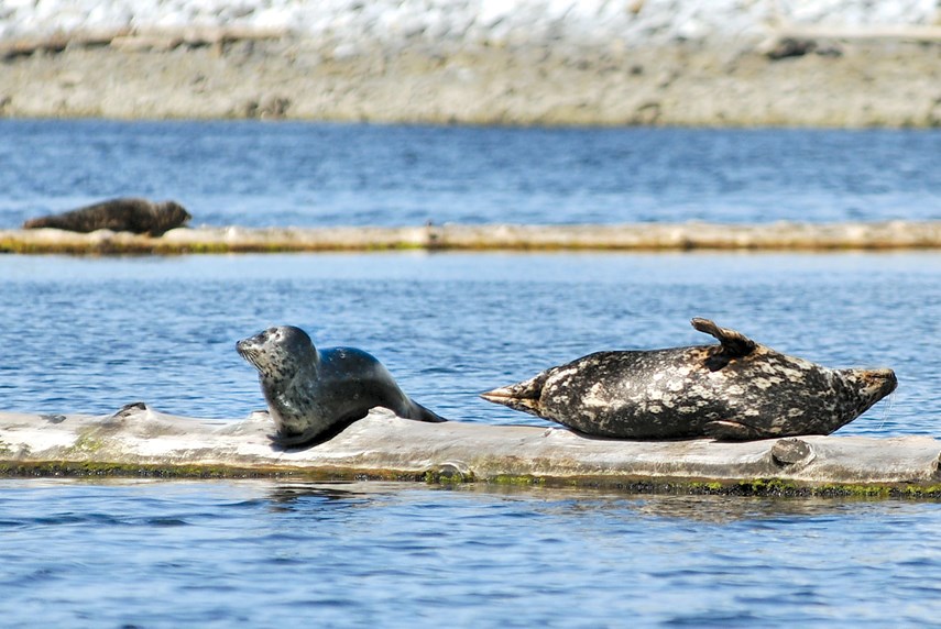 seals