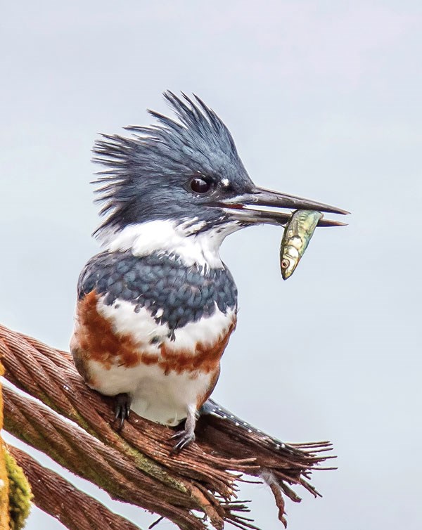 Belted Kingfisher