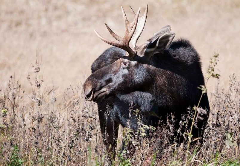 moose-hunting-in-fire-zones