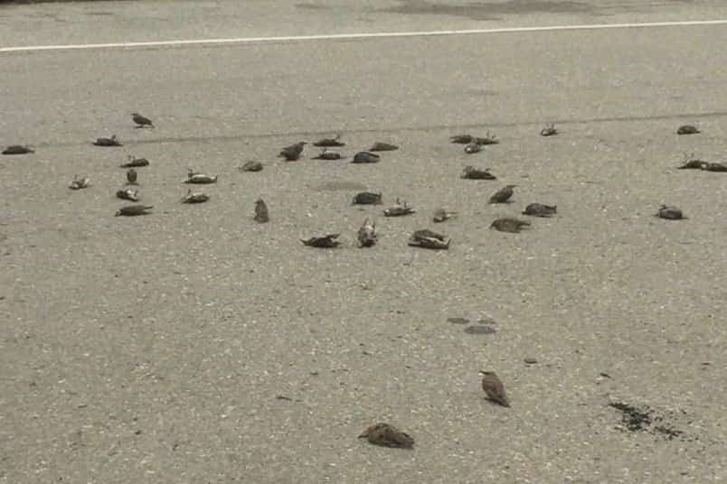 Environment and Climate Change Canada officers collected 42 deceased starlings and are in the proces
