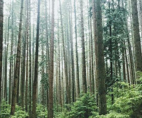 Pacific Spirit Regional Park