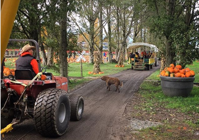 Richmond pumpkin patch