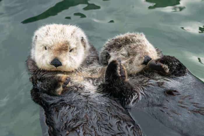 Vancouver Aquarium shares cute video of sea otters rafting - North ...