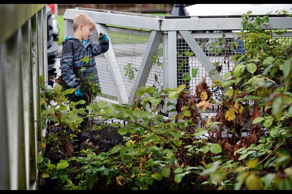 Nine-year-old Maxton Lowe works hard pulling morning glory.