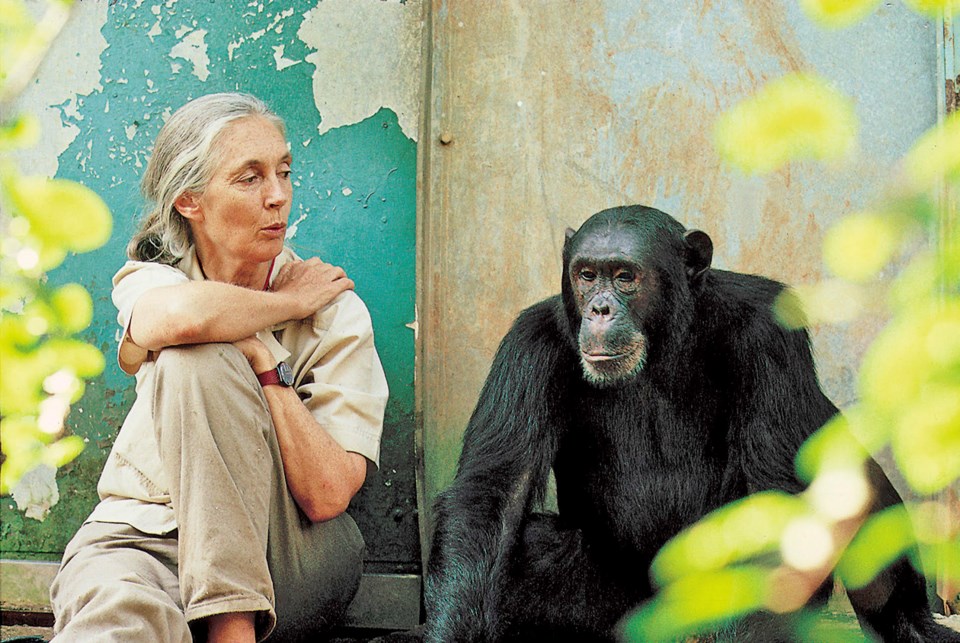 Oscar-nominated director Brett Morgen explores Dr. Jane Goodall’s life and career in his new documen