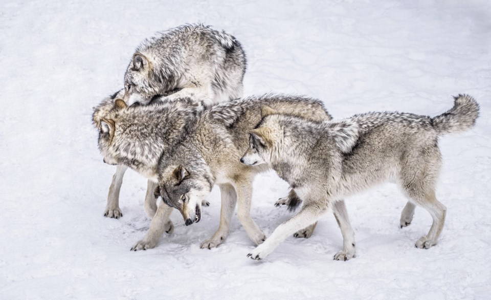 Wolf Pack Hierarchy – There Can Only Be One Alpha - Lori Metcalfe