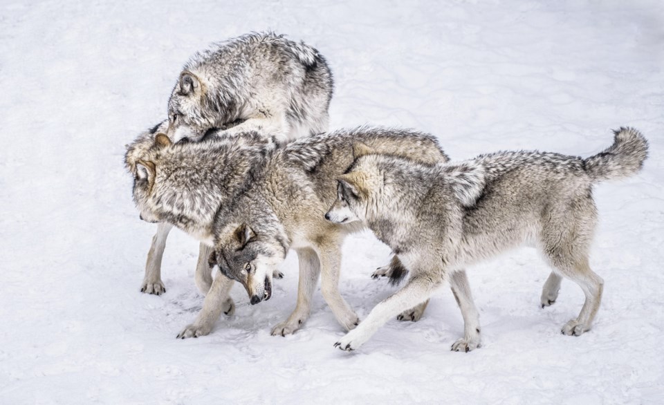 Wolf Pack Hierarchy – There Can Only Be One Alpha - Lori Metcalfe
