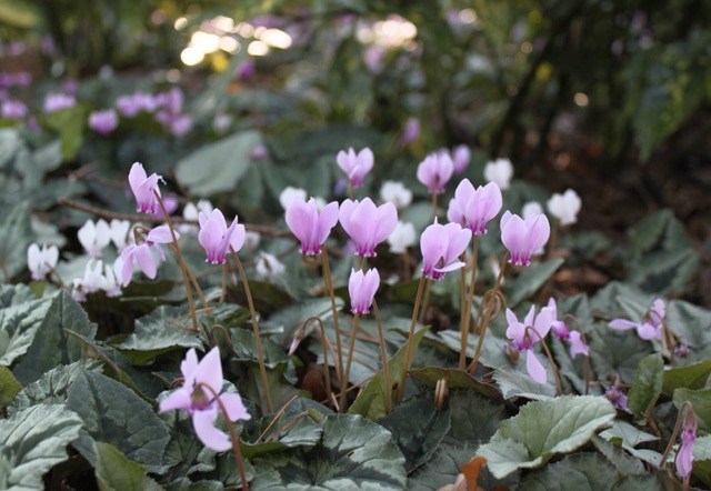 Cyclamen hederifolium