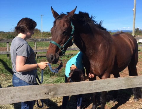 A veterinarian is removing the drains from the deep wounds of one of the horses that were attacked by pit bulls a week ago. Photo submitted