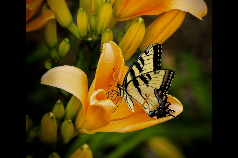 Swallowtail butterflies can be seen sipping from flowers in Richmond. Photo: Pixabay