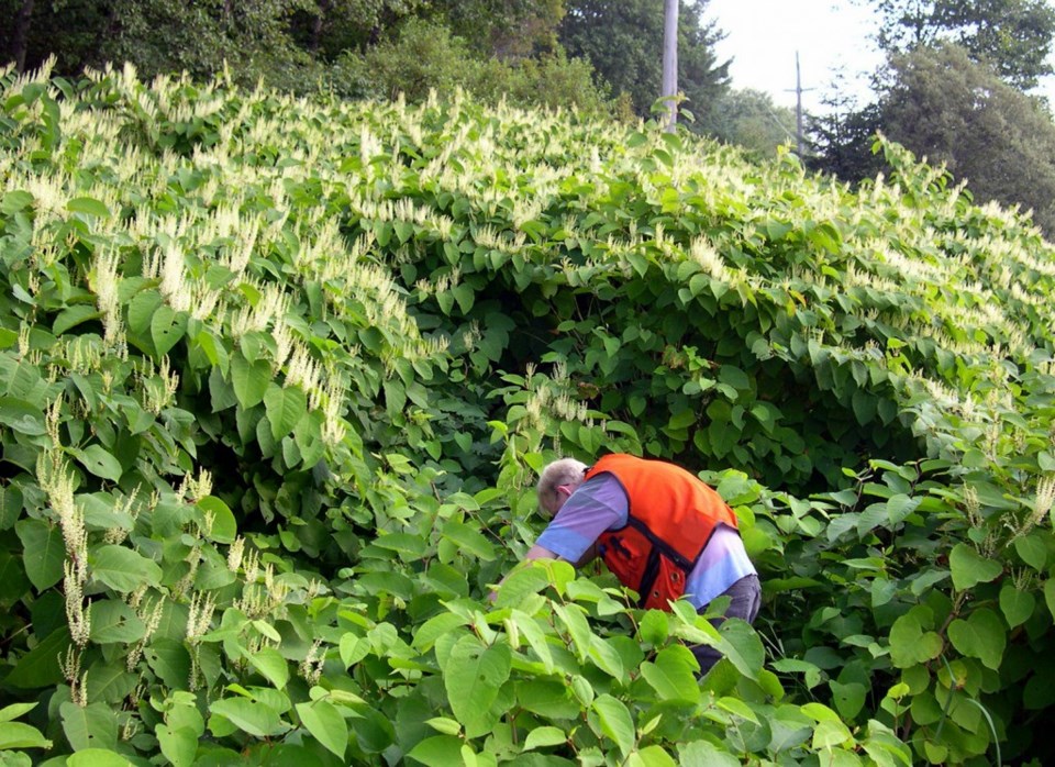 Invasive Species Council of BC