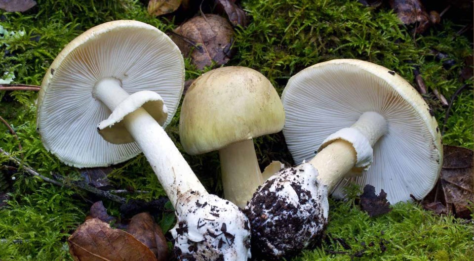 Eating death cap mushrooms may lead to liver and kidney damage as well as death. Photo BC Centre for