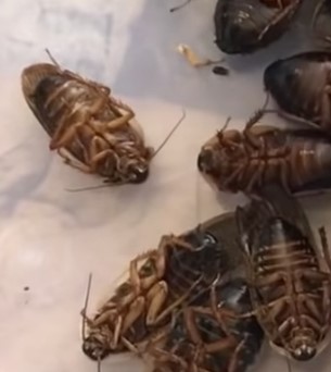 Dead cockroach on sale