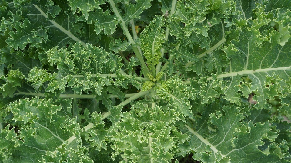 kale