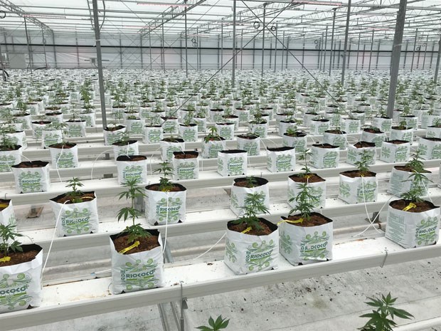 pot smell