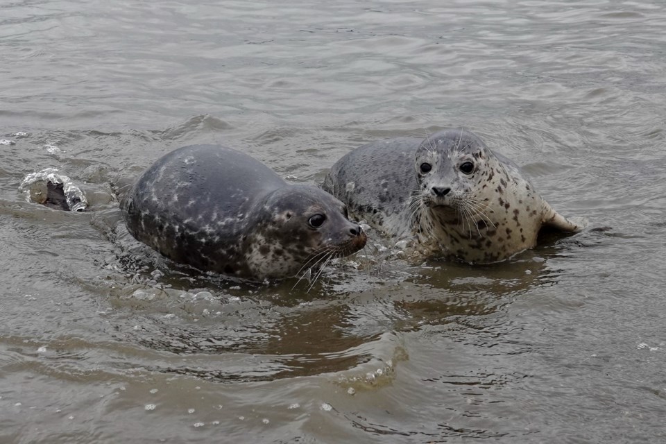 Rescued seals Bubblegum and Blue Moon