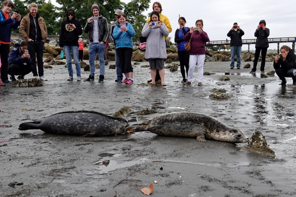 Rescued seals Bubblegum and Blue Moon have been reunited.