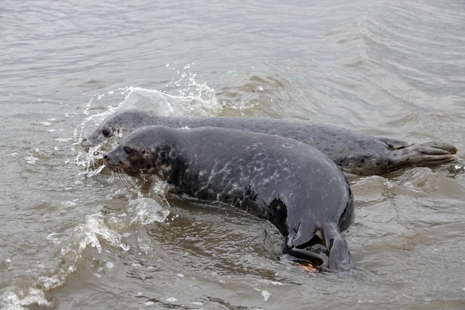 Rescued seals Bubblegum and Blue Moon have been reunited.