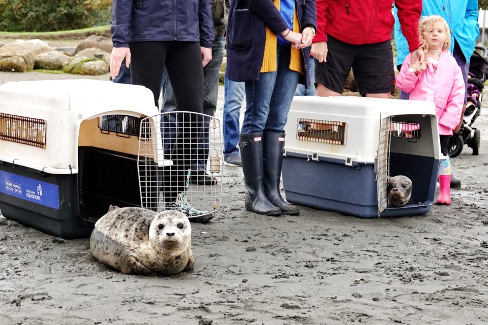 Rescued seals Bubblegum and Blue Moon have been reunited.