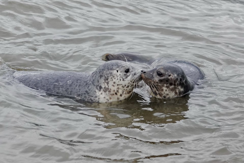 Rescued seals Bubblegum and Blue Moon have been reunited.