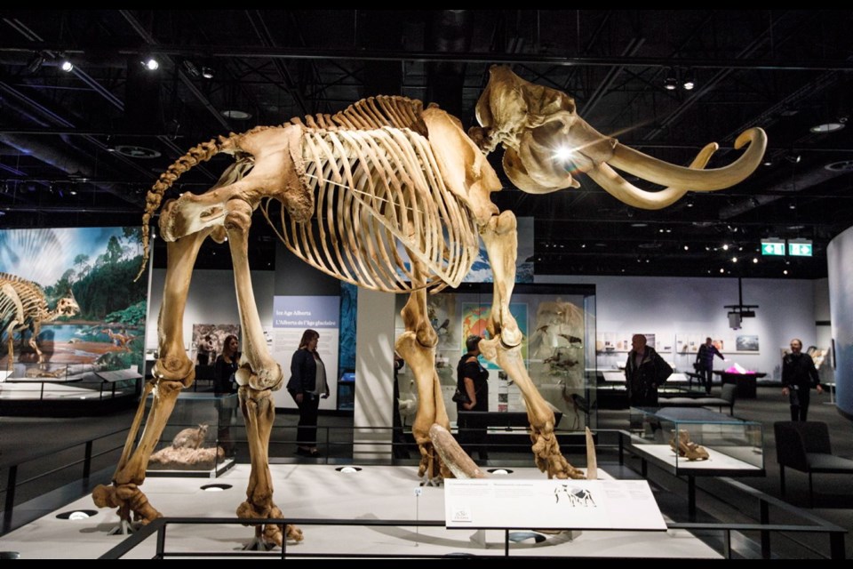 Visitors walk past a Mammoth skeleton display at the opening of the Royal Alberta Museum, in Edmonton on Wednesday, Oct. 3, 2018.