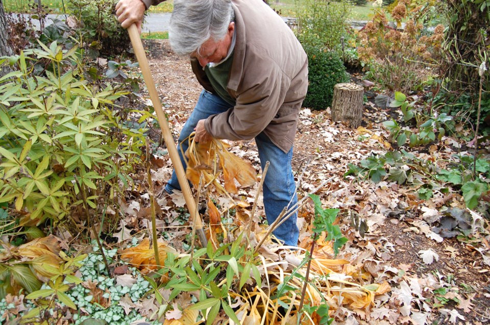 fall garden