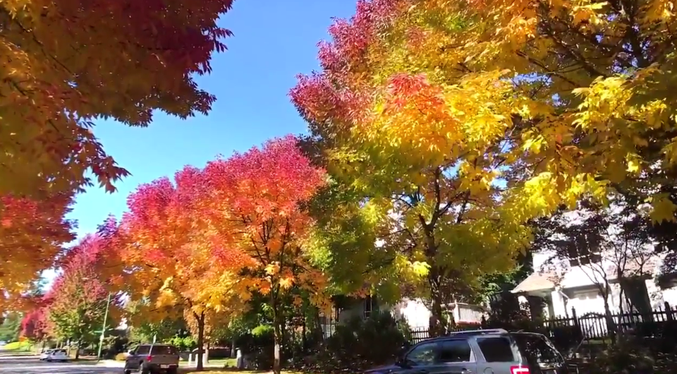 Fall foliage