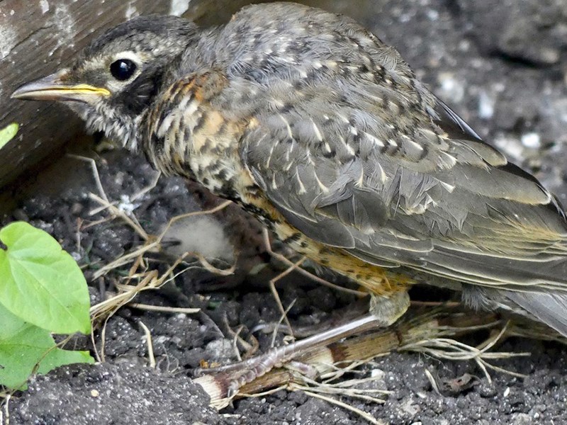 Powell River Orphaned Wildlife Society