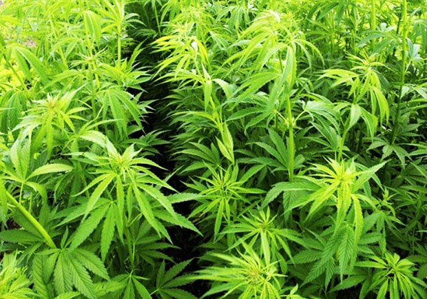 weed