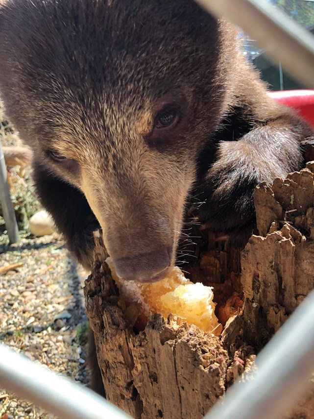 Orphaned Blueridge bear cubs sponsored by neighbourhood_3