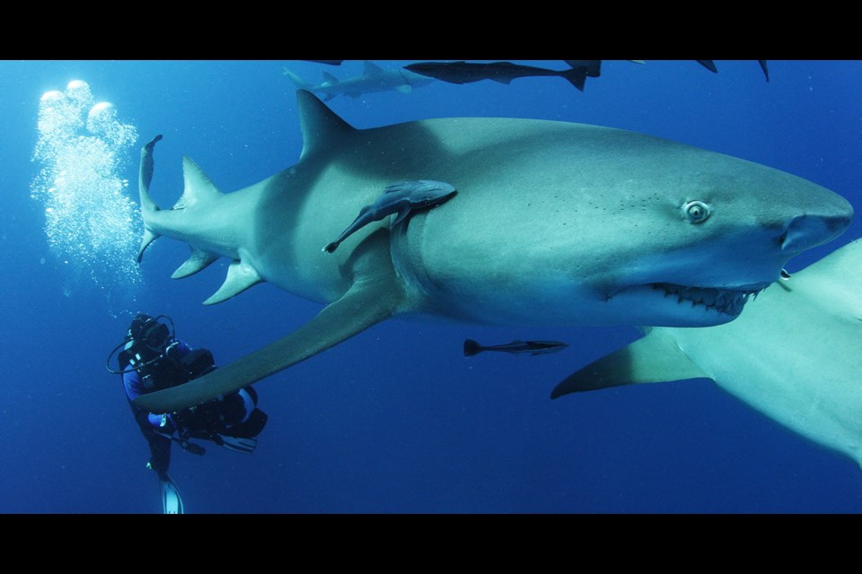 A lemon shark is filmed during the making of Sharkwater Extinction.