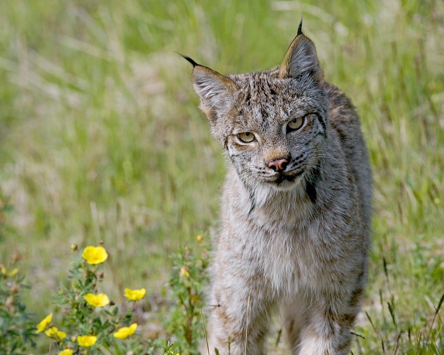 bobcat