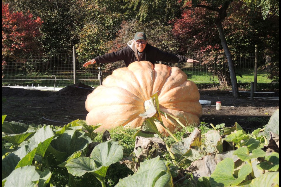 David Chan shows off his giant pumpkin, grown in his east Richmond backyard. Alan Campbell photos