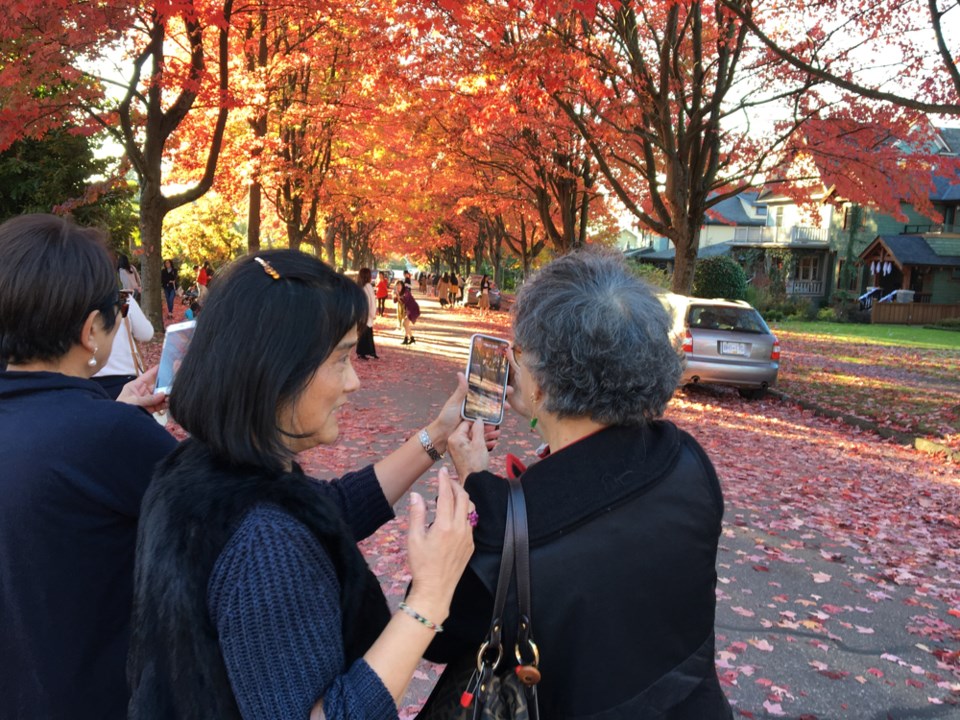 The vibrant autumn leaf show along Cambridge Street is popular among locals and tourists this time o