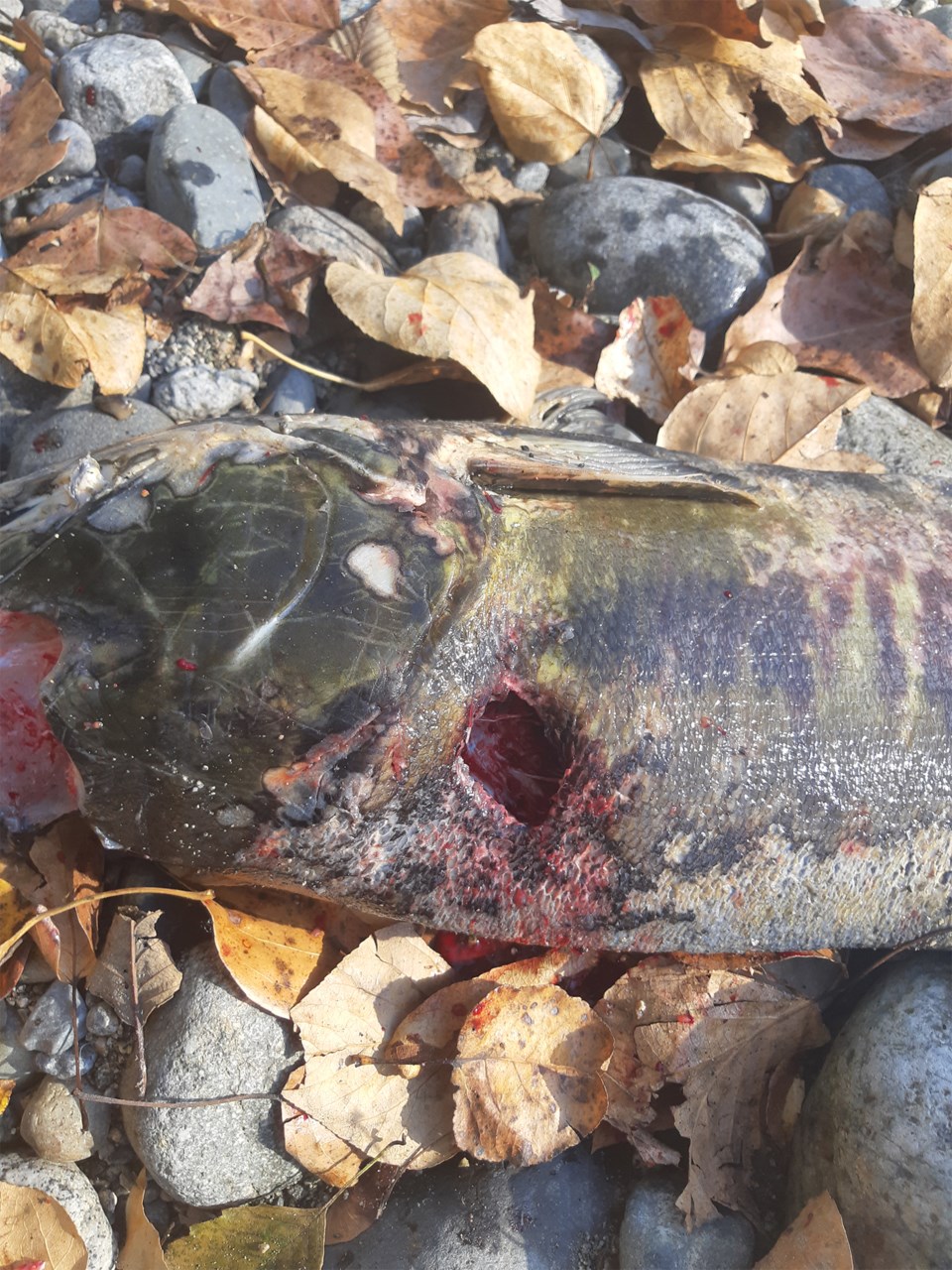 Dead salmon