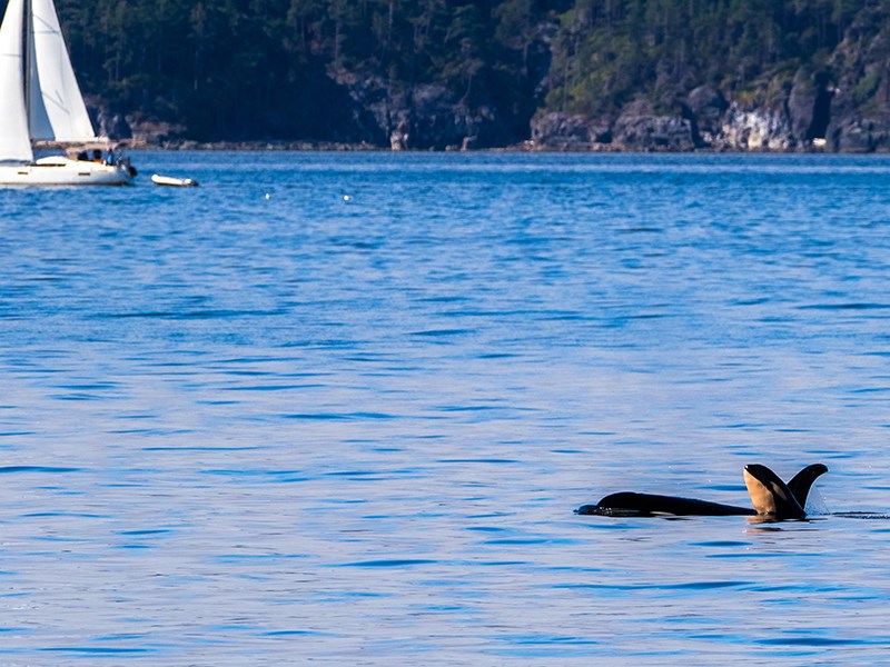 Powell River whale workshops