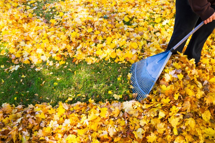 Raking leaves